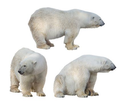 set of three polar bears isolated on white