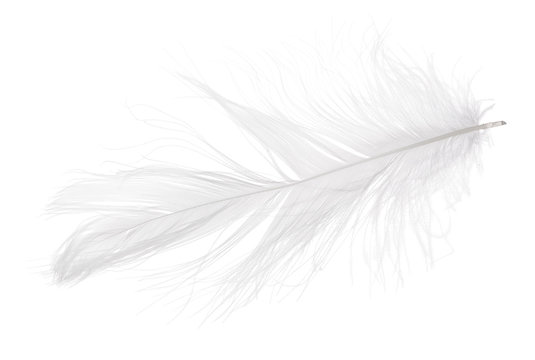 gray small isolated light feather