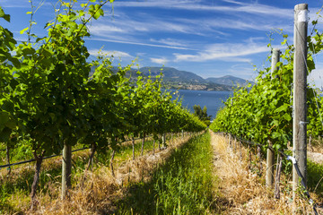 Fototapeta na wymiar Wine Grape Vineyard on Sunny Summer Day