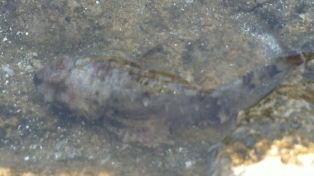 Fish round Gobi stayed in littoral tub after low tide
