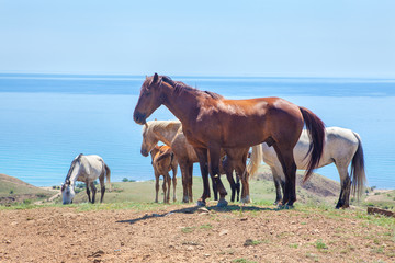 Obraz premium Family group of wild horses