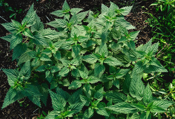 Stinging nettle patch