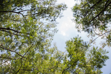 beautiful park and blue sky
