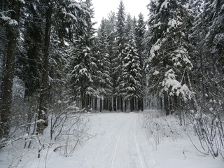 Лес с заснеженными деревьями зимним днем