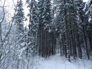 Лес с заснеженными деревьями зимним днем