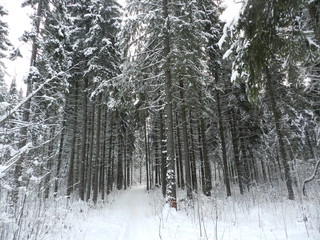 Лес с заснеженными деревьями зимним днем
