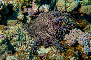 Naklejka na ściany i meble venomous The crown of thorns sea star on reef in red sea