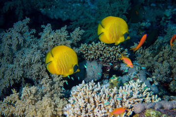 Naklejka na ściany i meble Colorful Fish and corals On Reef in red sea