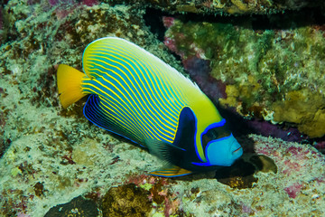 Naklejka na ściany i meble Colorful Royal Angel Fish and corals On Reef in red sea