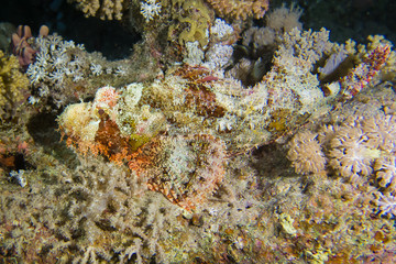 Naklejka na ściany i meble venomous camouflaged scorpion fish on reef in red sea