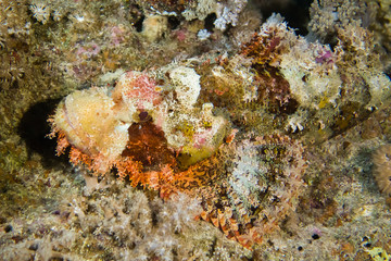 Naklejka na ściany i meble venomous camouflaged scorpion fish on reef in red sea