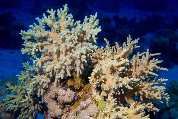 Naklejka na ściany i meble Colorful Fish and corals On Reef in red sea