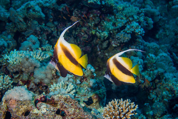 Fototapeta na wymiar Colorful Fish and corals On Reef in red sea