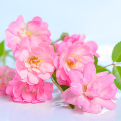 Fototapeta na wymiar beautiful bouquet of delicate pink rose on blue background, clos