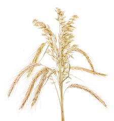 Fototapeta premium bunch of isolated oat and rue ears