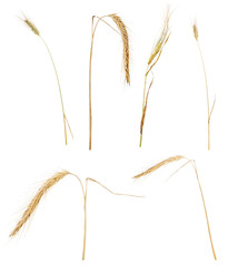 six ears of cereal isolated on white