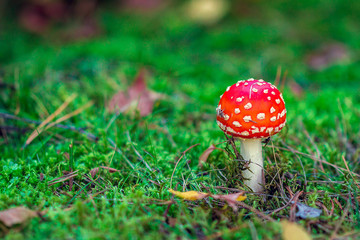 Amanita Mushroom in Forest