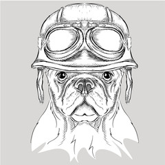 The poster with the portrait of the dog wearing the motorcycle helmet. Vector illustration.