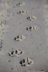 Fototapeta na wymiar Pawprints in sand