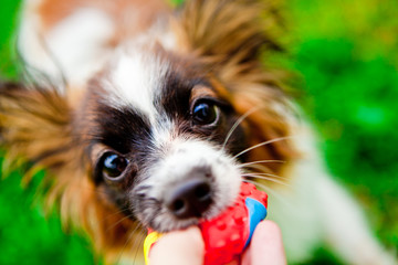 close-up. Dog close up. Muzzle full- size photograph and a red ball in his mouth .