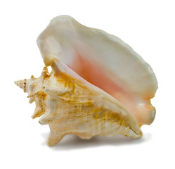Seashell Strombus gigas
