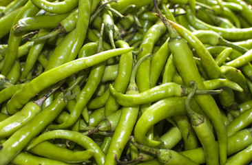 plant pepper green bitter