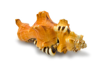 Seashell Black-spotted Triton