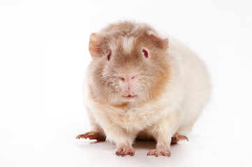 White guinea pig (isolated on white)
