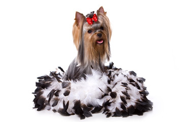 Yorkshire terrier dog sits in the feathers (isolated on white)