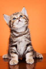 Fototapeta na wymiar British striped red kitten on an orange background