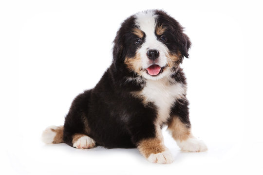 Bernese Mountain Dog puppy sitting and looking at the camera (isolated on white)