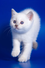White fluffy kitten with blue eyes on a blue background
