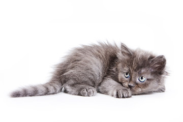 Fluffy gray kitten frightened (isolated on white)