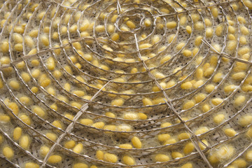 Silkworm cocoons