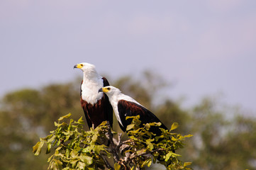 A pair of African fish eagles perched in a tree