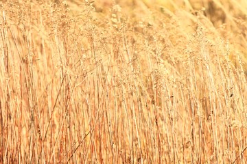 Golden grass textures in fall