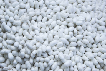 Silkworm cocoon fiber white farms