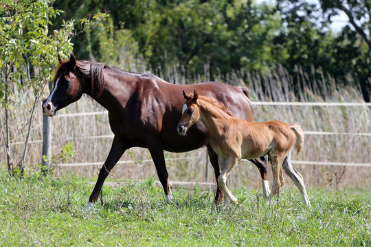 Mother horse and her filly galloping on meadow