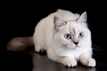 White fluffy cat on a black background