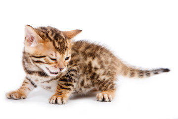 Bengal kitten closed his eyes (isolated on white)