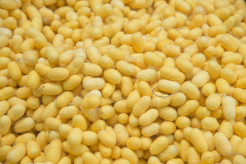 Yellow silk worms