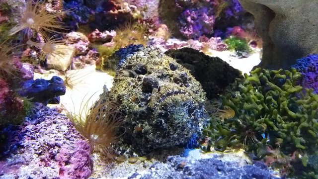 Reef Stonefish (Synanceia Verrucosa)