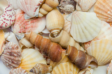 Plate full of seashells isolated on a white background