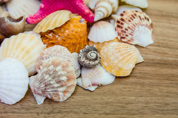 Plate full of seashells isolated on a white background