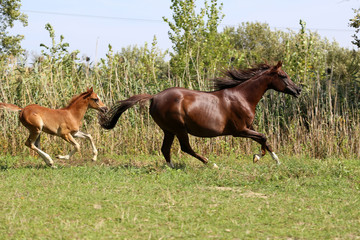 Fototapeta na wymiar Arabian horses canter on natural background summertime