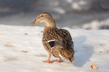 duck on the snow closeup