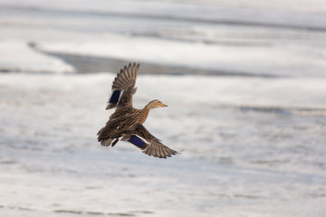 duck flying over the ice