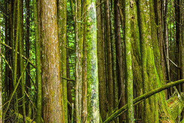 Fototapeta premium Coastal Rainforest of British Columbia