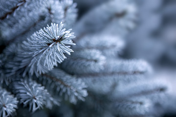 Blue Pine branches .