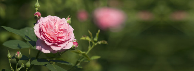 Banner of a beautiful pink rose flower